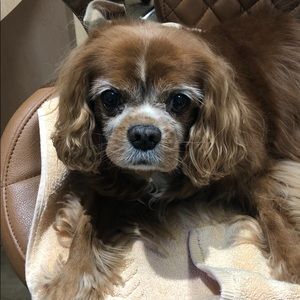 Meet your Posher, Sharon